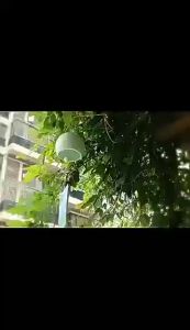 GUANGMANZHI | Creative Ceramic Cherry Blossom Japanese Style Wind Chimes