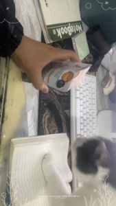 Menta kucing bubuk mint kucing murni bubuk rumput kucing