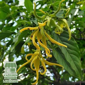Bibit Tanaman Kenanga / Tanaman Kenanga Bunga Harum