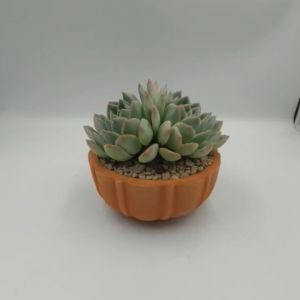 Chậu đất nung chậu sen đá - Quả bí đỏ 125 miệng chậu 12cm chiều cao 5cm