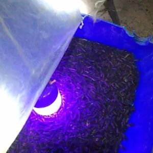 ชุดล่อแมงจีซอน  ไฟล่อแมลงแบบโซล่าเซลส์ 2 ชุด ครบชุดพร้อมใช้งาน สุดคุ้ม