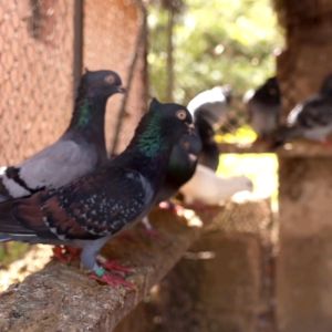 Honey Oregano Garlic for Pigeons by Kargado Probiotics 300 ml