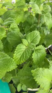 Cây Bạc Hà Chanh Sả JUN GARDEN Lemon Balm Cây Gia Vị Đuổi Côn Trùng