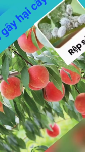 (cây đào) Phòng trừ rệp sáp trên cây đào và trừ nhện đỏ gây ung trứng trên cây đào không nóng mát cây mát bông