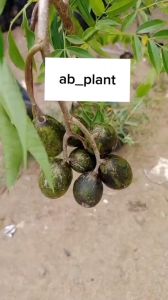 Bibit Kedondong Jumbo Kondisi Siap Berbuah