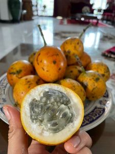 Buah KONYAL Matang Manis fresh 500 Gram Termurah