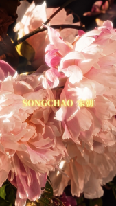 【SongChao】Blooming Garden Reed Diffuser – Luxury Floral Home Fragrance with Long-Lasting Elegant Scent