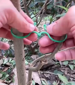 Tumbuhan hijau pokok buah-buahan pokok membetulkan klip strap pengancing pokok anggur anak pokok memanjat pokok anggur batang sokongan buah dan sayuran anak benih lapan aksara gancu Garden Plant Rumah Home