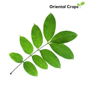 libas fresh dahon 60 pcs vegetable leaves outdoor garden plant