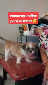 All Stages Adult Puppy 60g 7 Dental Effects Vegebrand Cheese Dental Bone Dog Treat Food