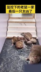 BORONG DAREN Gam Tikus Rat Blanket Glue Trap Strong Stickers Mouse Trap Glue Perangkap Pelekat Tikus berkesan 老鼠贴灭鼠毯