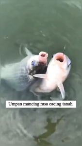 3 Detik untuk Umpan Mancing Ikan Formula Spesial Rasa Cacing Tanah  Mancing Laut Ikan Air Tawar