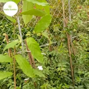 Hoa Rẻ rừng giống hoa vàng hương thơm mát dịucây cao từ 30-45 cm.cây phù hợp trồng sân vườn