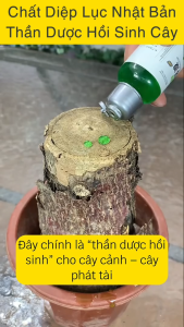 chất diệp lục hồi sinh cho cây . hàng chính hãng