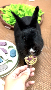 Forage Pops | No Furries Delights | Handmade Hay-Based Treats for Small Animals & Birds