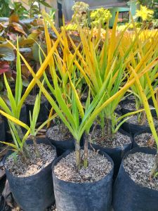 Golden Lily Crinum Asiaticum