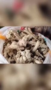 Karang Jahe KARUNGAN Media Filter Dekorasi Aquarium Aquascape