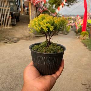 Bonsai cemara emas gratis pot dan lumut
