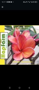 BIBIT CUTTING PLUMERIA KAMBOJA JEPUN BALI ORANGE SENSATION UNTUK BAHAN SAMBUNGAN ATAU DIROOTING LANGSUNG