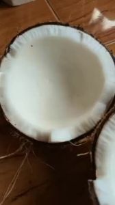 Buah Kelapa Tua Per 1 Butir Murah Siap Olah | COD & GRATIS ONGKIR