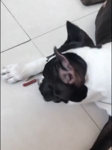 3D Printed Bone Connector, Set of 5 Assorted Sizes, 500mg - Made from High-Quality Bovine Cartilage