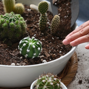 7 LITERS CACTUS AND SUCCULENTS SOILLESS POTTING MIX (cactus succulents yucca tree)