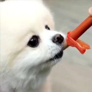 (1 Cây) Xúc Xích Bioline Dinh Dưỡng Nhiều Vị Cho Chó Mèo