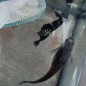 Guppy metal black lace 1 pair (Top quality)