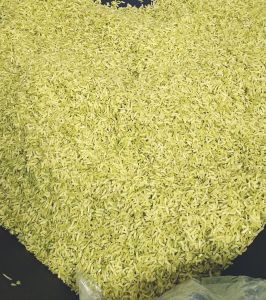 พิเศษลด50% ข้าวเม่าสด ข้าวเม่าของฝากอุดรธานี ข้าวเม่าสดบ้านผือข้าวเม่าสดอ่อน2กิโลกรัม พร้อมส่งในไทย