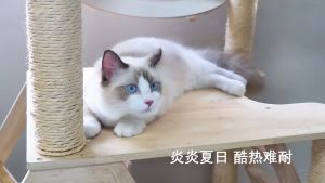 นอน เจล สำหรับ เย็นที่นอน และ เย็นเย็นที่นอน ที่นอนสัตว์เลี้ยง