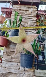 Stapelia gigantea is a species of flowering plant/ Cutting
