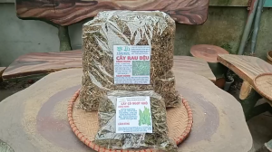 1kg cây rau dệu sấy khô TẶNG 100G CỎ NGỌT