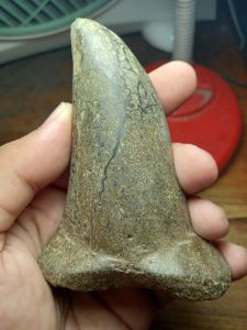 NATURAL F O SIL C U L A BA DAK PURBA