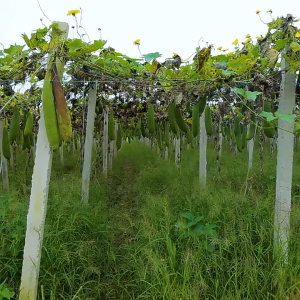 1pc Loofah Natural Dish Sponge Unbleached Scrub Wash Kitchen Scouring Pads Cuci Pinggan