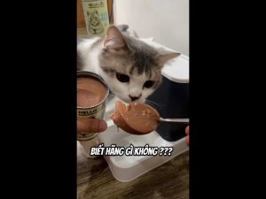 Pate Cho Mèo Hello Cat Giàu Dinh DưỡngThúc Đẩy Tiêu Hóa Giúp Mèo Ăn Ngon Miệng Lon Lớn 400g
