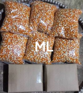 benih jagung lokal unggul pilihan