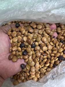 Singkamas seeds/ turnip seeds new harvest seeds for planting (1 kilo)