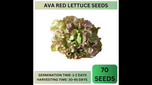 20 PACKS 100G VEGETABLE SEEDS AMPALAYA KAMATIS TALONG OKRA LETTUCE PECHAY UPO PATOLA SALUYOT SILI LABUYO CABBAGE KALABASA.