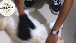 Blue Glove Hair Removal Grooming Brush Cat For Smooth Fur and furball