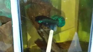 นักสู้ปลากัด กัดบ่อน กินเงิน ปลากัดจากบ่อเพาะ สีเขียว 1.2 บรรจุภัณฑ์ EMS