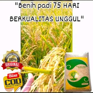 benih padi 75 HARI BERKUALITAS UNGGUL kemasan 5kg