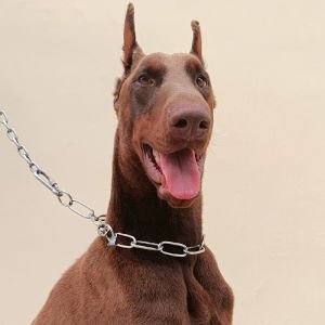 Stainless Steel Dog Leash Medium Large Dog Special P Chain Snake Chain Metal Collar Explosion-Proof Necklace Generous Mesh Dog Harness