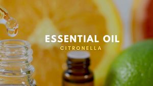 Rumah Wangi ARA - Essential Oil CITRONELLA Minyak Esensial Aromatherapy