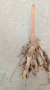 1 nhánh cây mía dò cát lồi giống