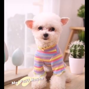 เสื้อยืดสไตล์แฟชั่นลาย Rainbow สีสดใสสุดน่ารัก เสื้อสัตว์เลี้ยง เสื้อสุนัข เสื้อหมา เสื้อแมว เนื้อผ้านุ่มเนียนแบบบาง（พร้อมส่ง）