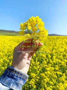 Yellow Mustard 30 seeds 黄芥末 30粒 (Plant Height:2-3M)