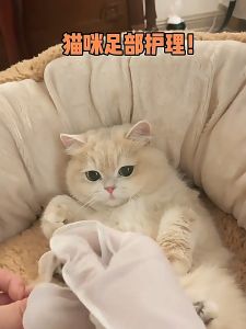 อาบน้ำสุนัข ถุงมืออาบน้ำแมว 6ชิ้น/ห่อ - อาบน้ำแมว ถุงมือสัตว์เลี้ยงแบบใช้แล้วทิ้ง (อาบน้ำสัตว์เลี้ยง - อาบน้ำแห้งแมว - ดับกลิ)