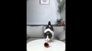 MeowLo Cheap Cat Toy Mainan Kucing Murah Cat Ball Sisal Ball Bola Kucing Pet Accessories Pet Toy Mainan Tikus Kucing 宠物玩