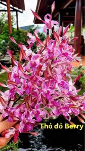 HOA LAN NẮNG THỎ BERRY