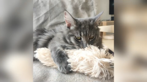 Pet Soft Plushy Sleeping Catnip Pillow Cat Bite & Scratch Toy Resistant Physical & Emotional Enrichment
